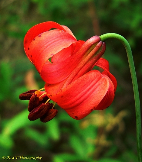 {Lilium michiganense}